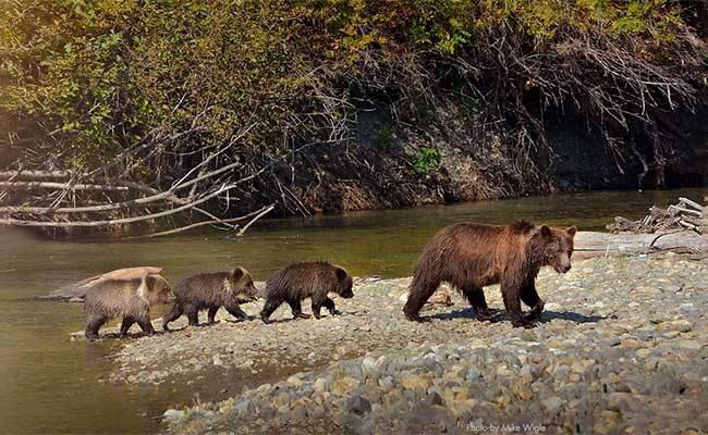 Bella Coola Grizzly Tours